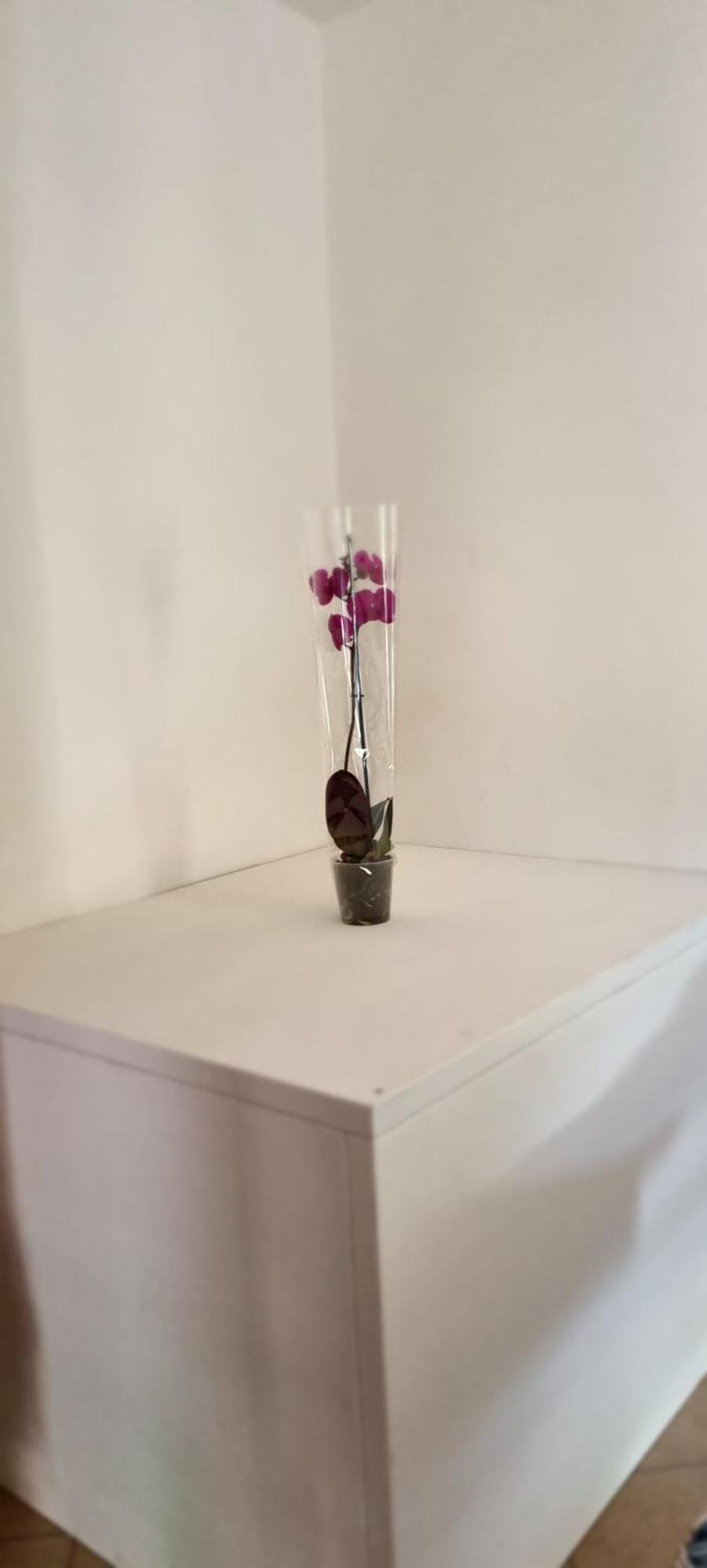 Casa Orchidea Villa Portoferraio Esterno foto